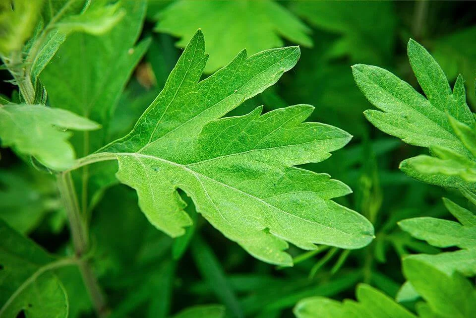 Artemisia Argyi Leaf