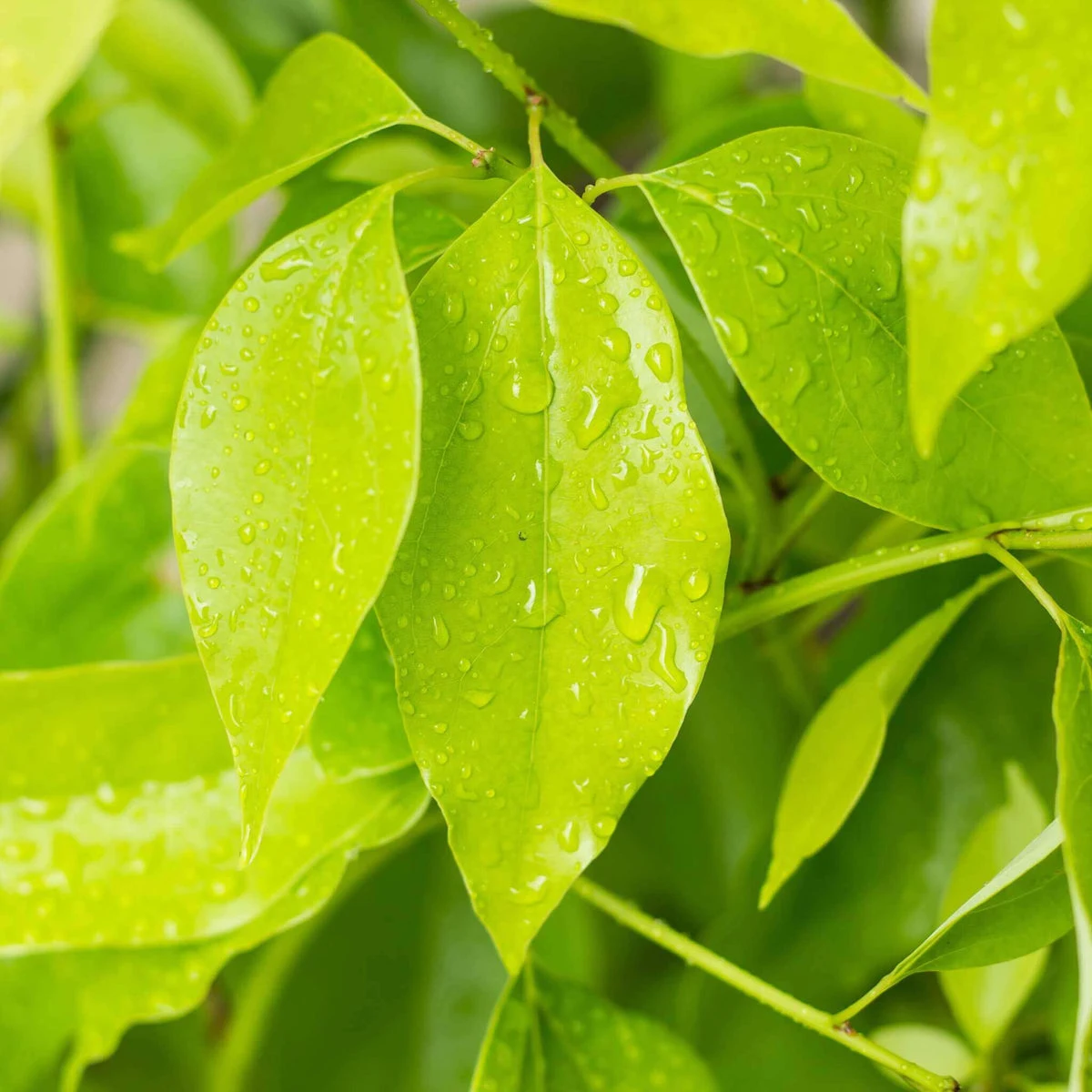 Camphor