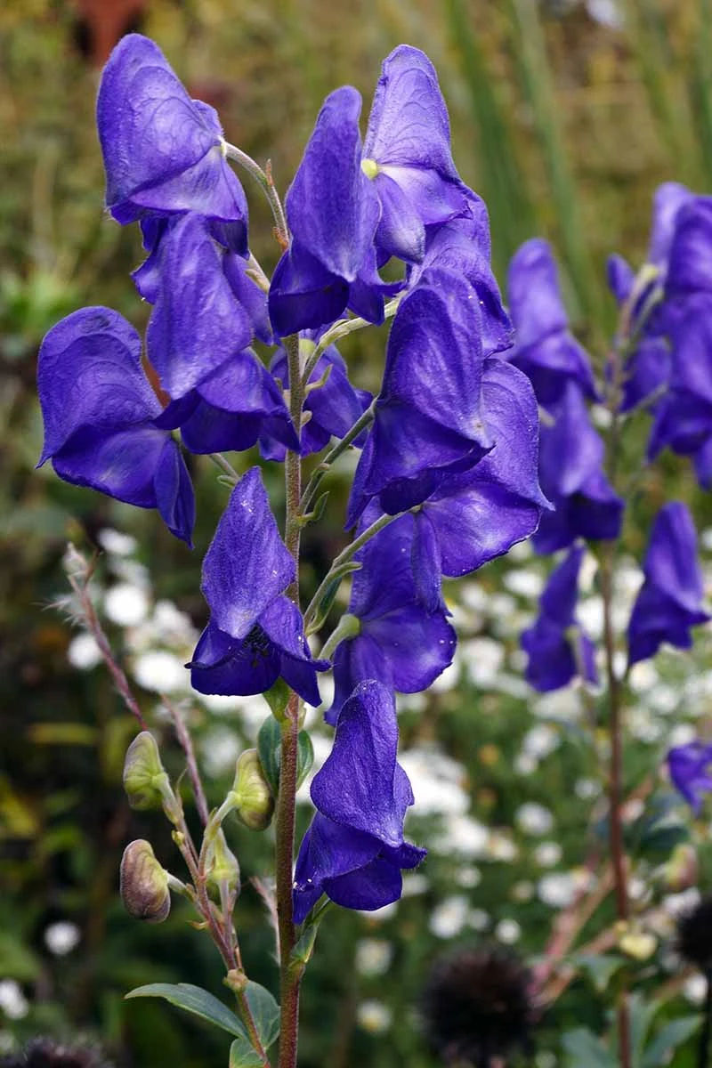 Kusnetzoff Monkshood Root