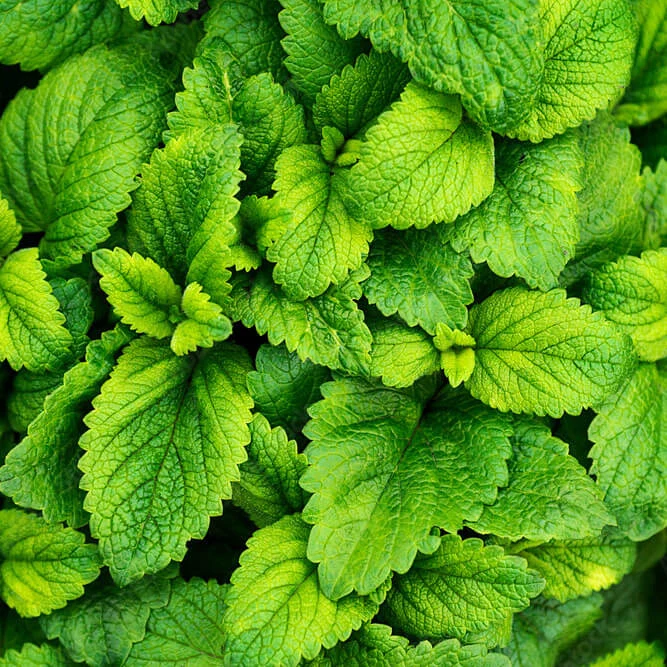 Menthol